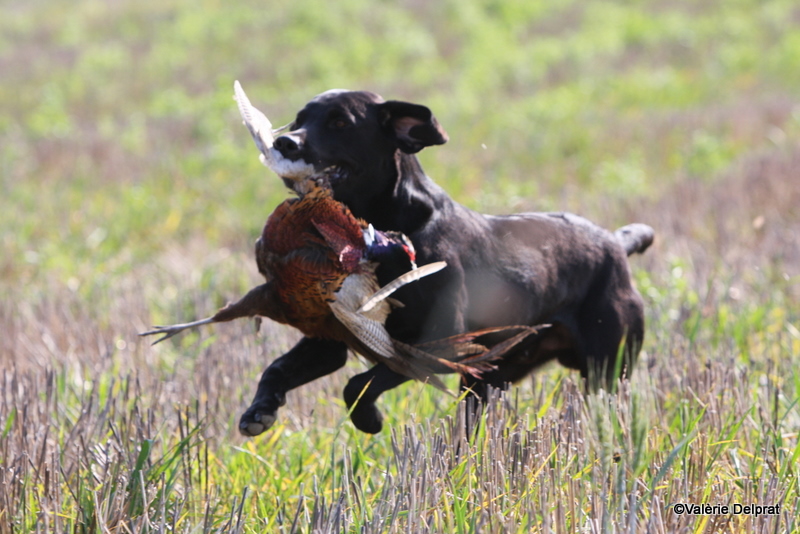 Field Erstein 09 (34).JPG